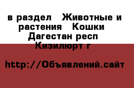  в раздел : Животные и растения » Кошки . Дагестан респ.,Кизилюрт г.